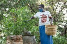 Les Africains en première ligne face à la crise de la biodiversité
Les Africains en première ligne face à la crise de la biodiversité