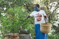 Les Africains en première ligne face à la crise de la biodiversité
