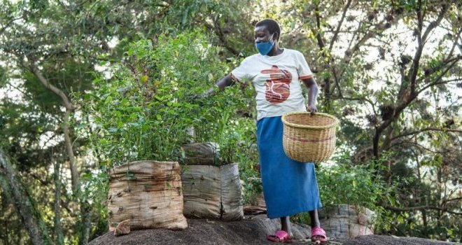Les Africains en première ligne face à la crise de la biodiversité
